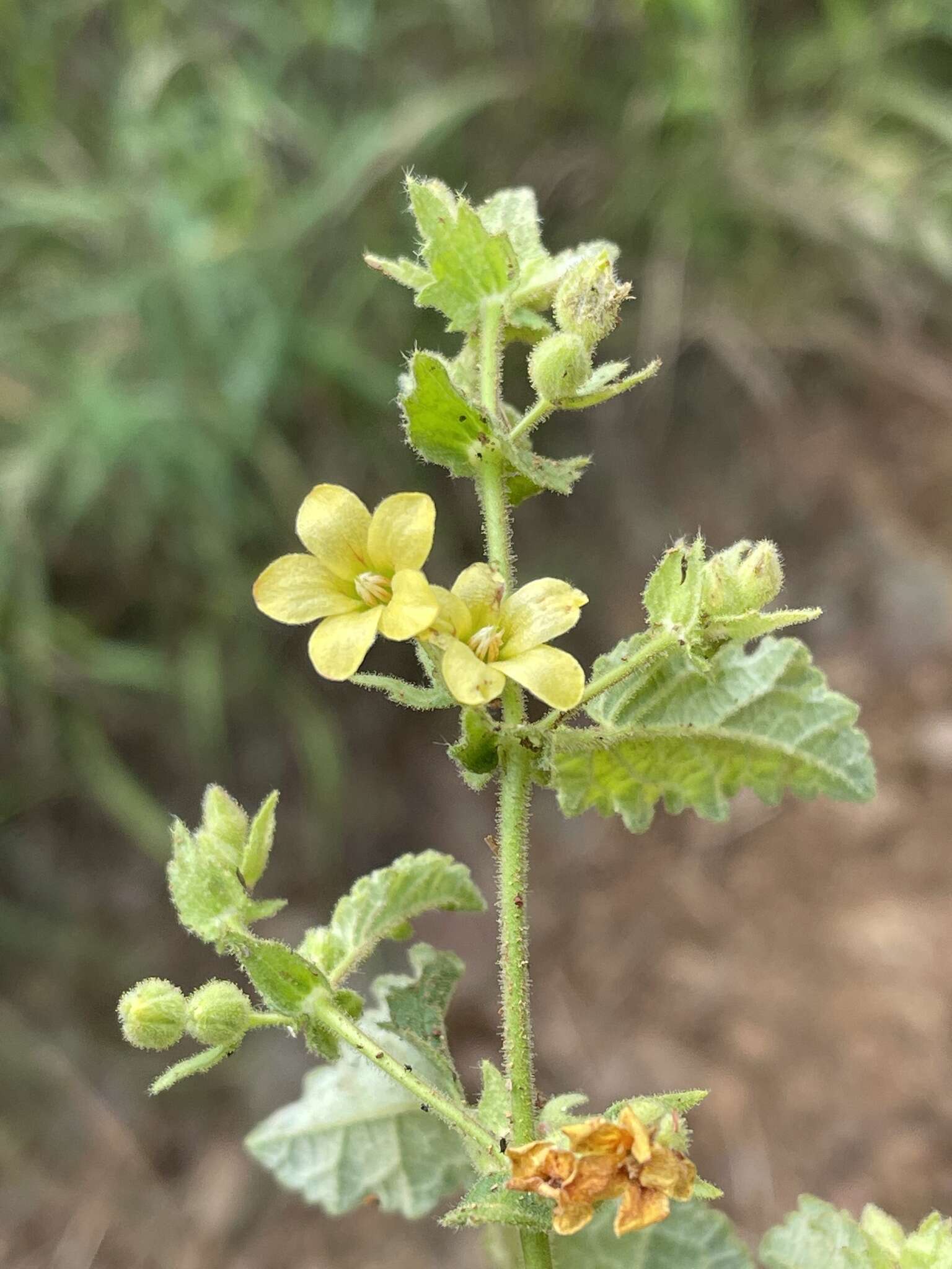 Hermannia grandifolia N. E. Br.的圖片