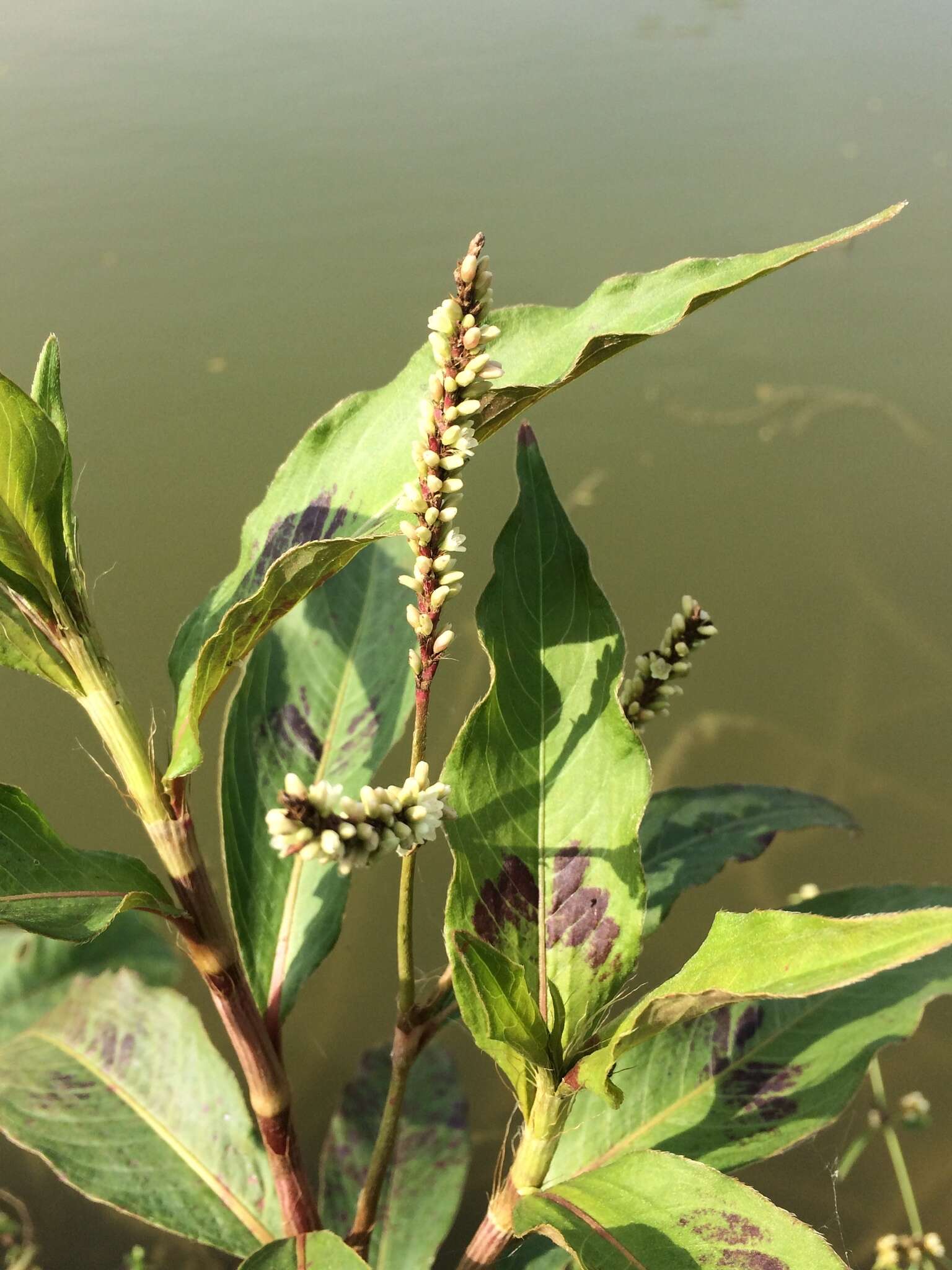 Image of Persicaria barbata (L.) H. Hara