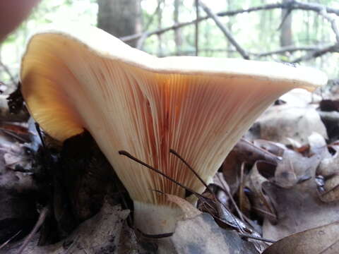 Image of Russula brevipes Peck 1890