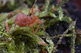 Image of Sclerobunus nondimorphicus Briggs 1971