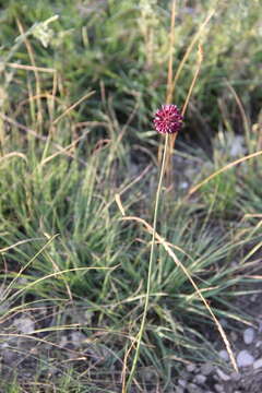 Image of Allium fuscoviolaceum Fomin