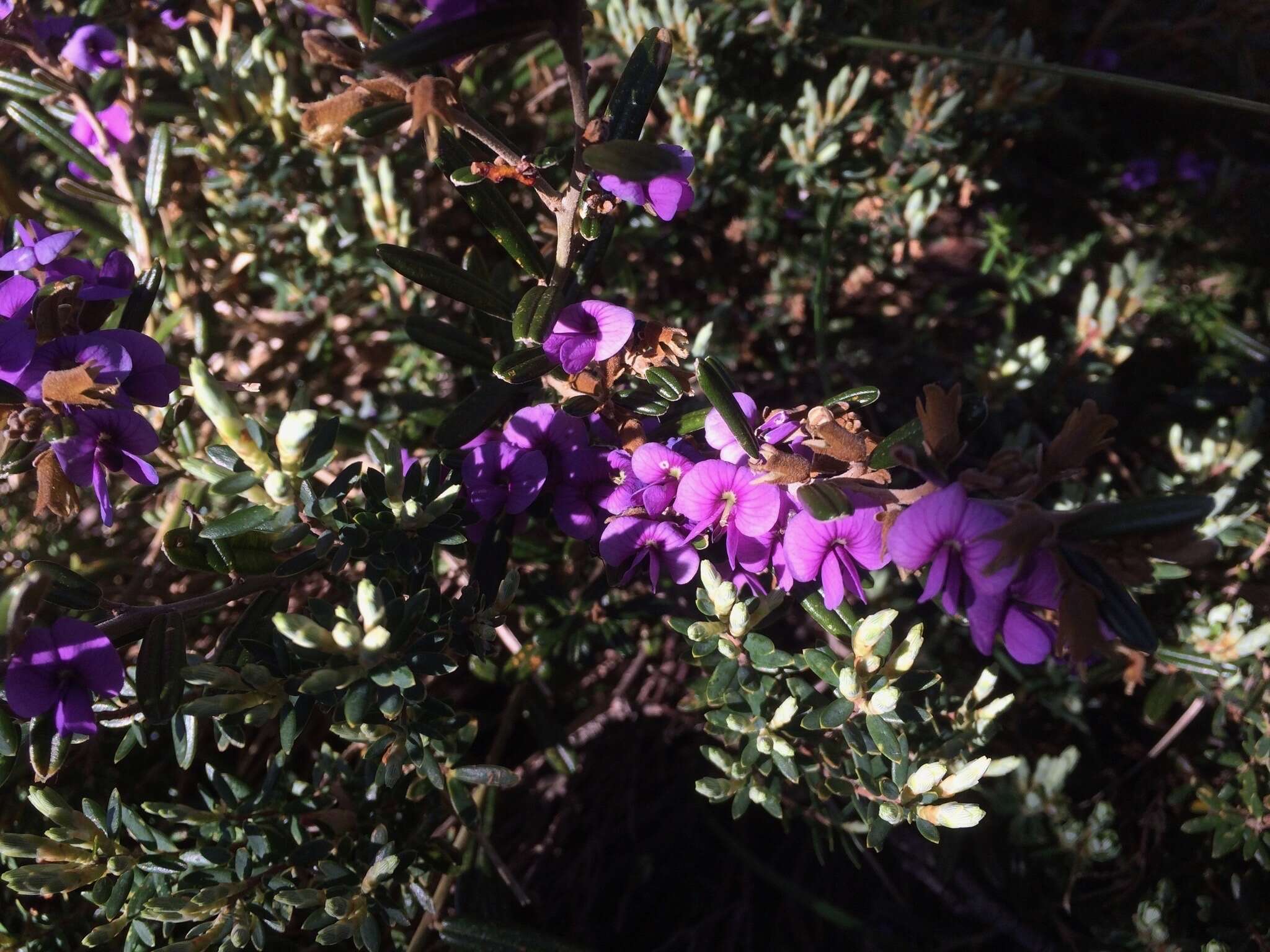 Image of Alpine Hovea