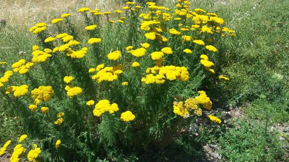 Image of Achillea arabica Kotschy