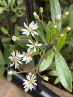 Image of Sticky daisy bush