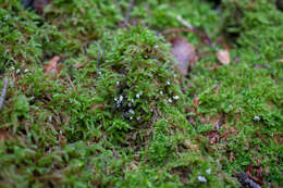 Image of Rimbachia arachnoidea (Peck) Redhead 1984