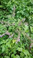 Image of Salvia bowleyana Dunn