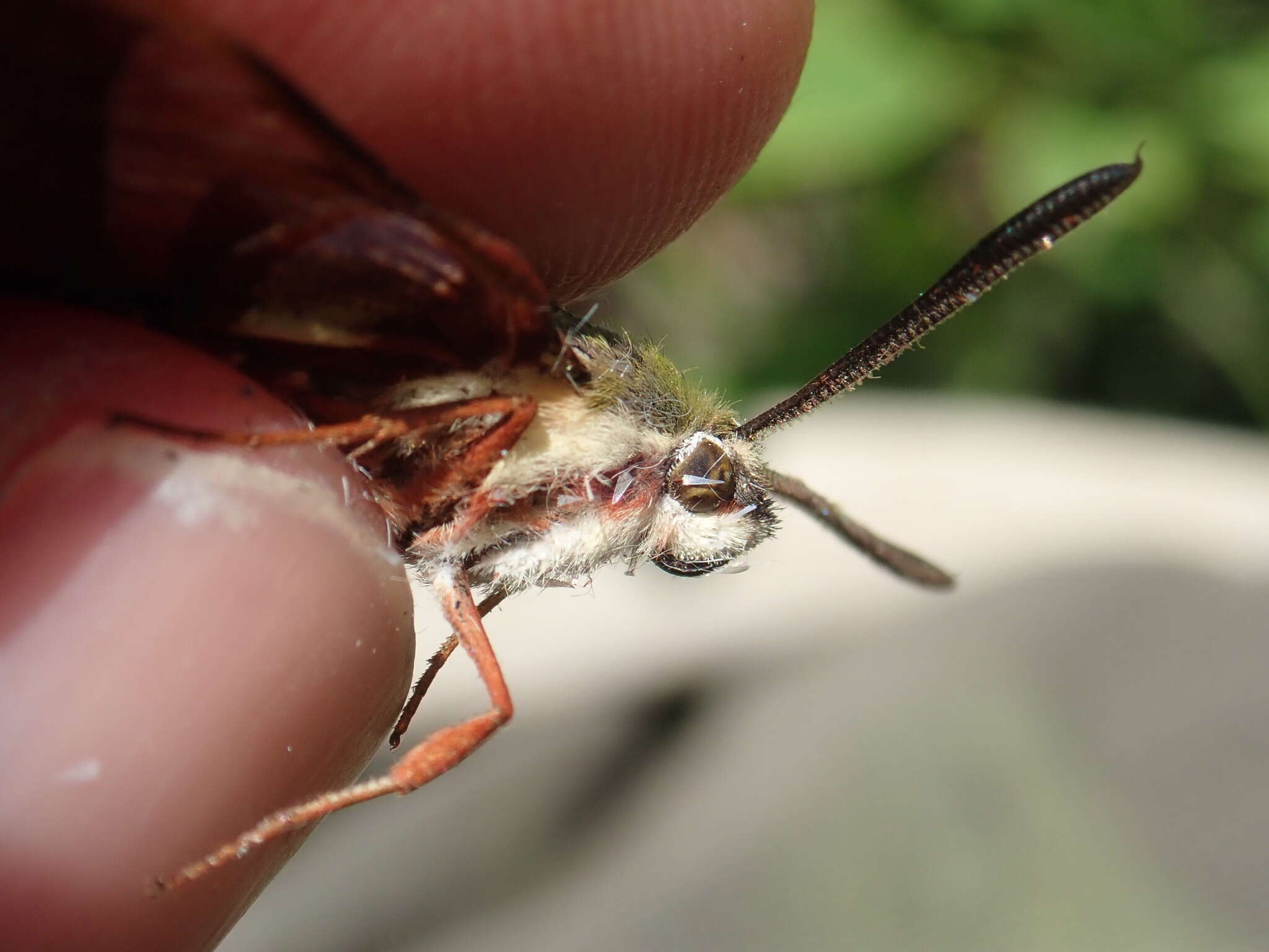 Imagem de Hemaris gracilis (Grote & Robinson 1865)