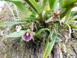 Image of Kefersteinia tolimensis Schltr.