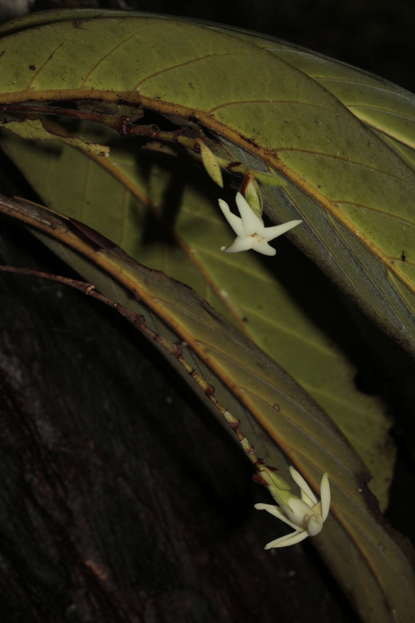 Image of Atractocarpus pterocarpon (Guillaumin) Puttock