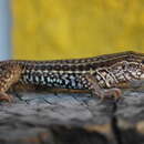 Image of Aspidoscelis costatus occidentalis (Gadow 1906)