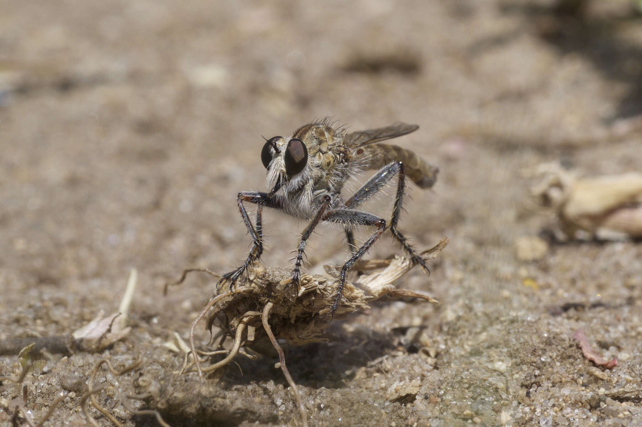 Image de Proctacanthella cacopiloga (Hine 1909)