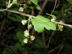 Image of Black Currant