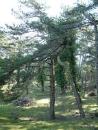 Image of Pinus nigra subsp. dalmatica (Vis.) Franco