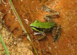 Image of Lithobates palmipes (Spix 1824)