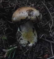 Image of Hygrophorus pudorinus (Fr.) Fr. 1836