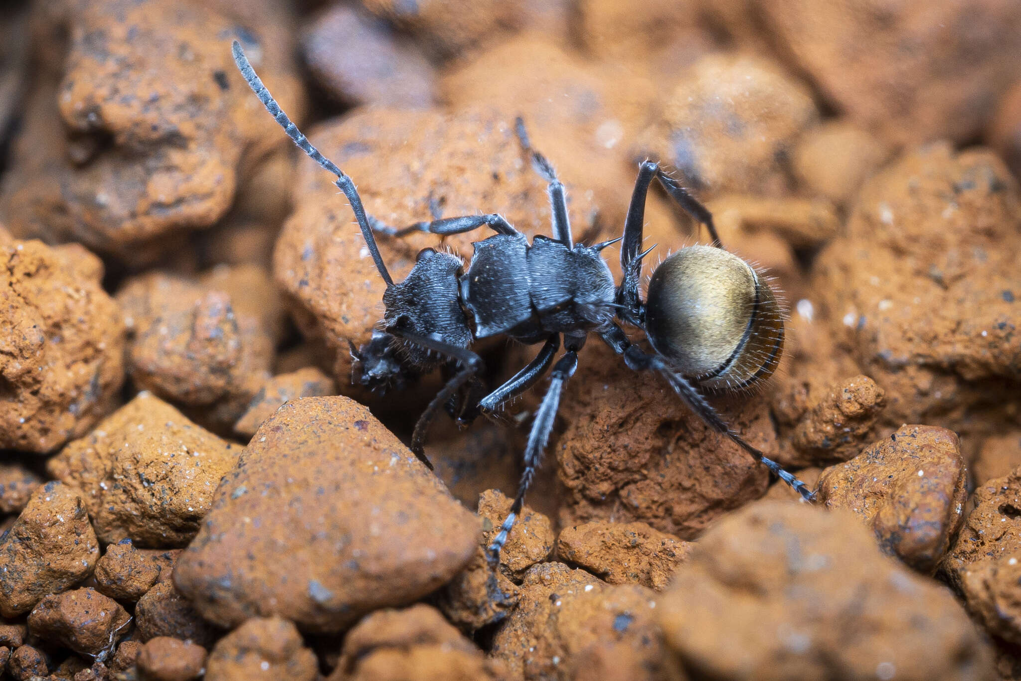 Image of Polyrhachis guerini Roger 1863