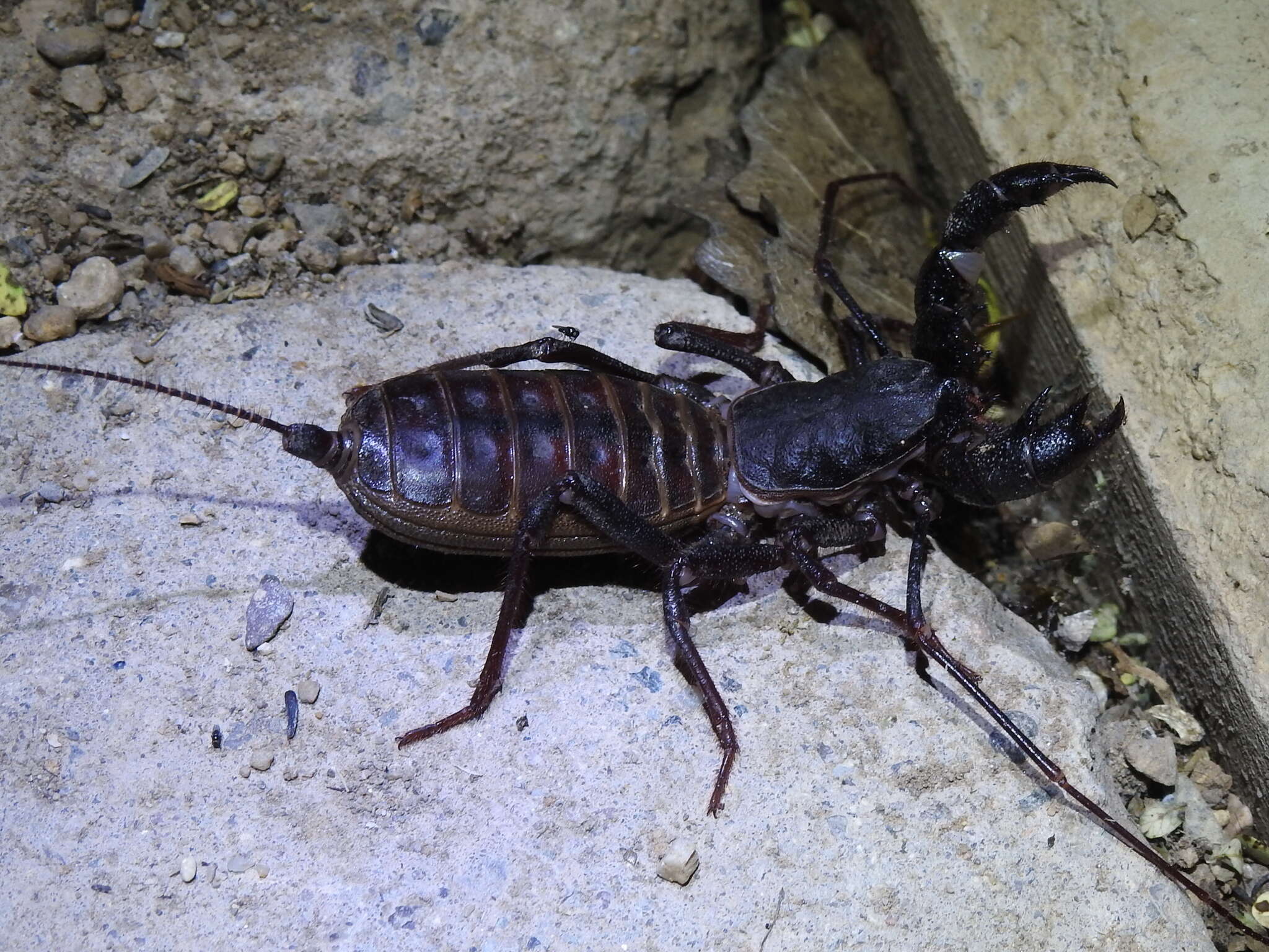 Image of Mastigoproctus tohono Barrales-Alcalá, Francke & Prendini 2018