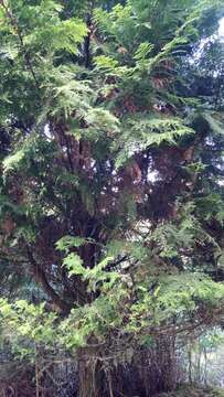 Image of Formosan Cypress