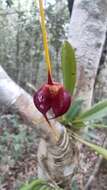 Image de Masdevallia oscitans (Luer) Luer