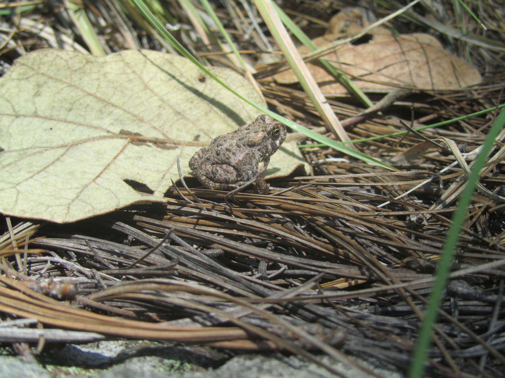 Image of Anaxyrus mexicanus (Brocchi 1879)