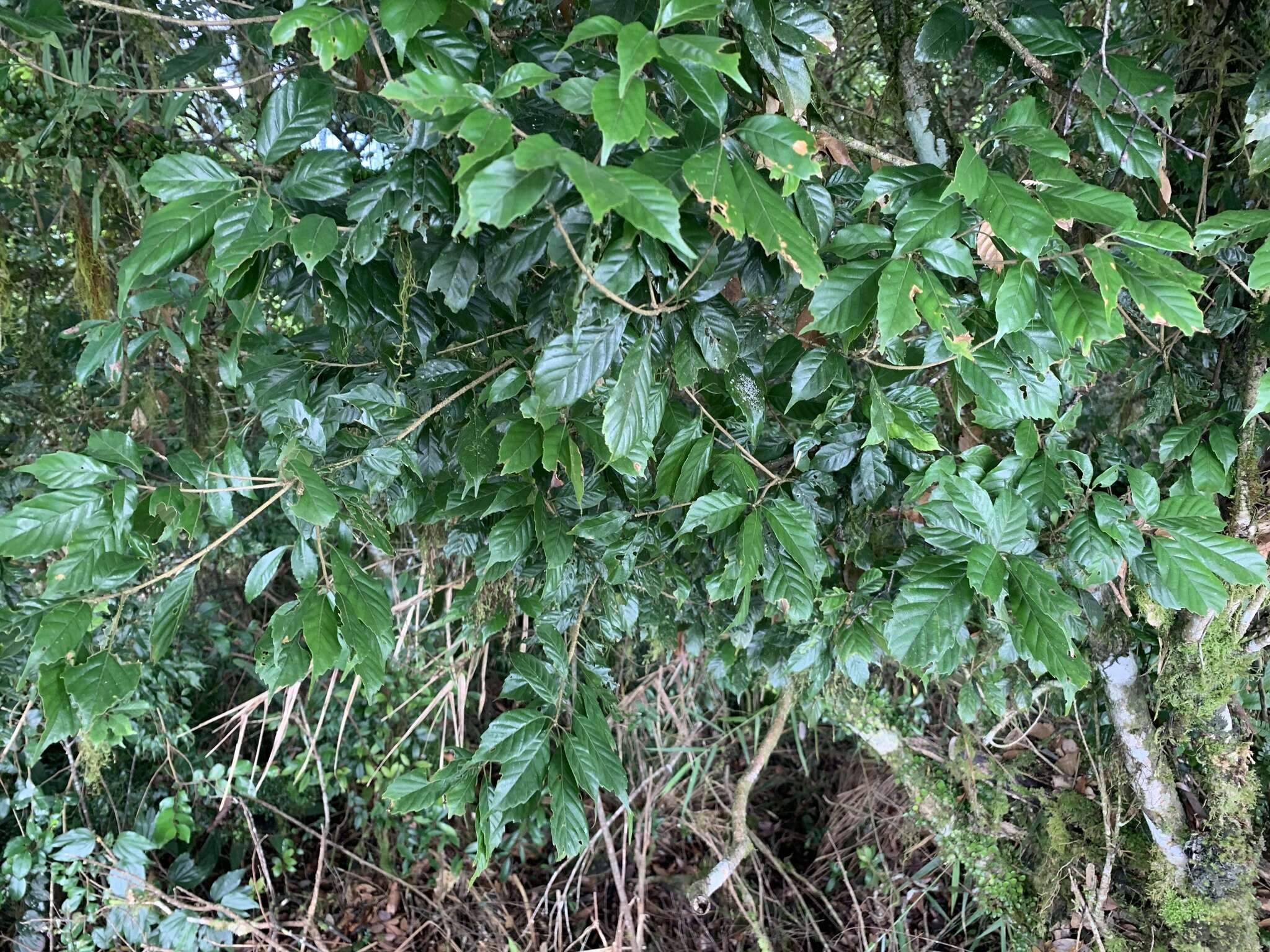 Lithocarpus corneus (Lour.) Rehder的圖片