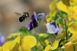 Image de Osmia bucephala Cresson 1864