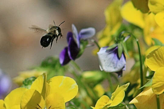 Imagem de Osmia bucephala Cresson 1864