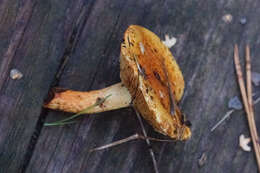 Image of Pholiota lucifera (Lasch) Quél. 1872