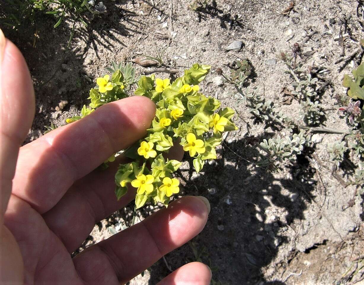 Image of Sebaea micrantha var. intermedia (Cham. & Schltdl.) Marais