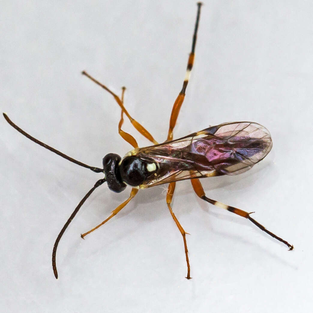 Image of Parasitoid wasp