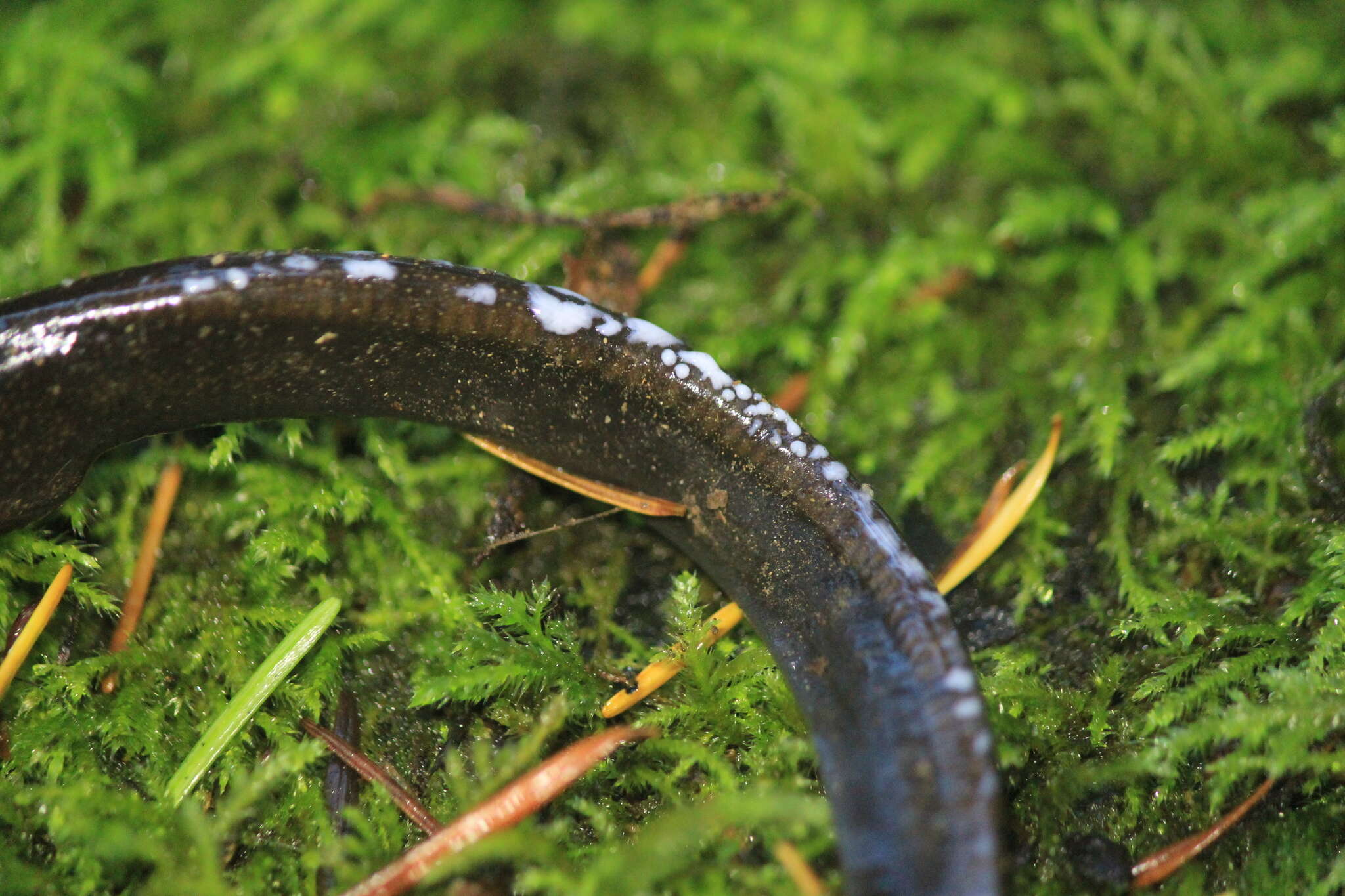 Image of Northwestern Salamander