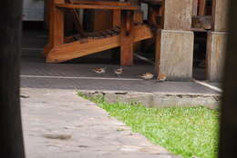 Image of Grey-headed Sparrow