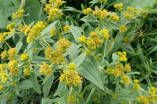 Image of coastal plain yellowtops