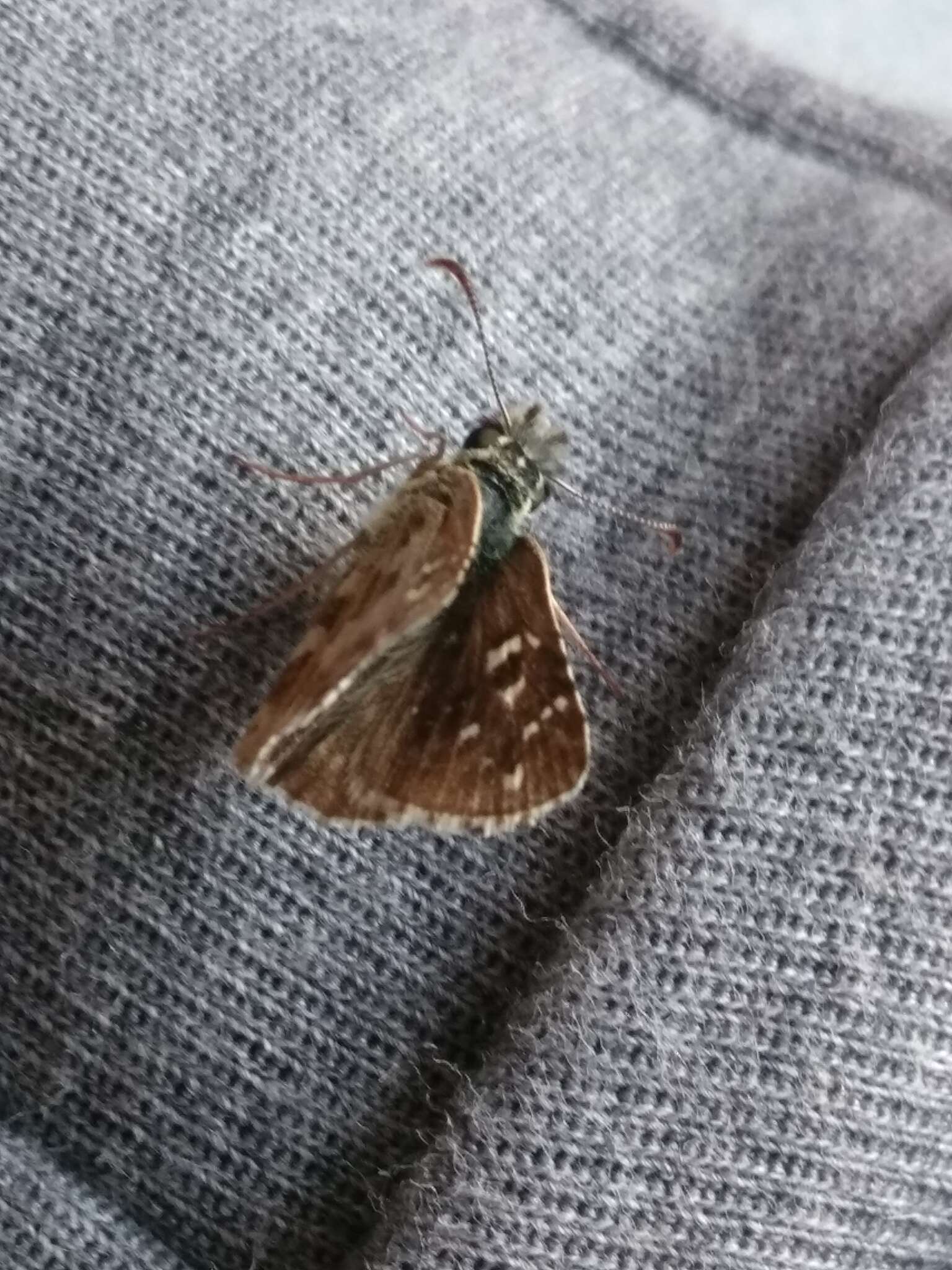 Image of oberthürs grizzled skipper