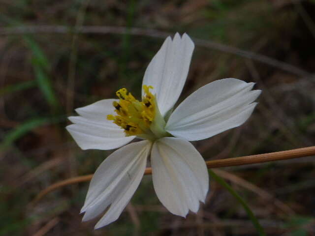 Image of Cosmos landii var. achalconensis T. E. Melchert