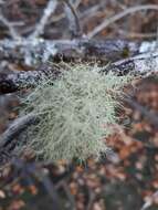 Image of speckled beard lichen