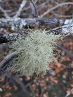 Слика од Usnea glabrescens (Nyl. ex Vain.) Vain.