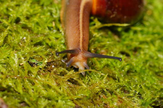 Image of Terrycarlessia turbinata Stanisic 2010