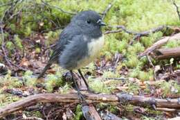 Petroica australis australis (Sparrman 1788)的圖片