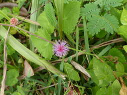 Sivun Mimosa quadrivalvis var. leptocarpa (DC.) Barneby kuva