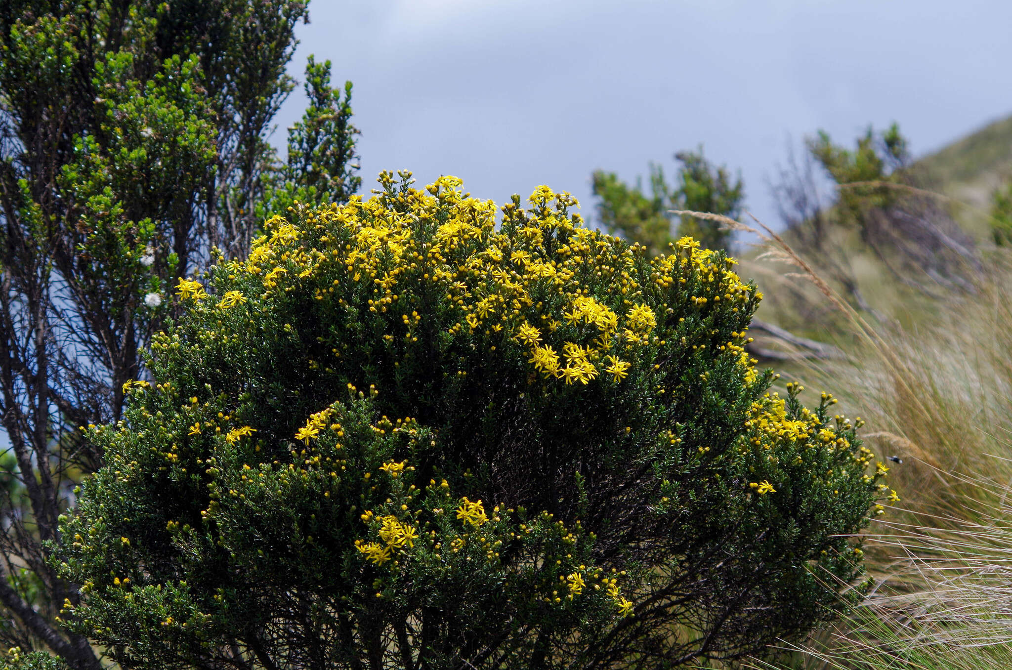 Image of Monticalia peruviana (Pers.) C. Jeffrey