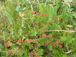 Image of Rhodiola algida (Ledeb.) Fisch. & C. A. Mey.