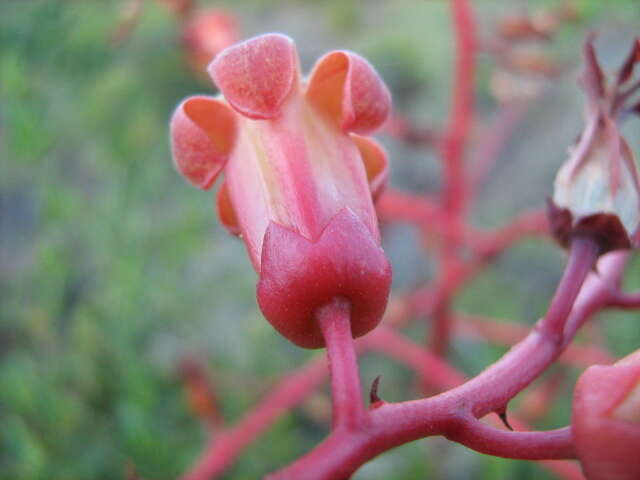 Image of Tylecodon paniculatus (L. fil.) H. Tölken