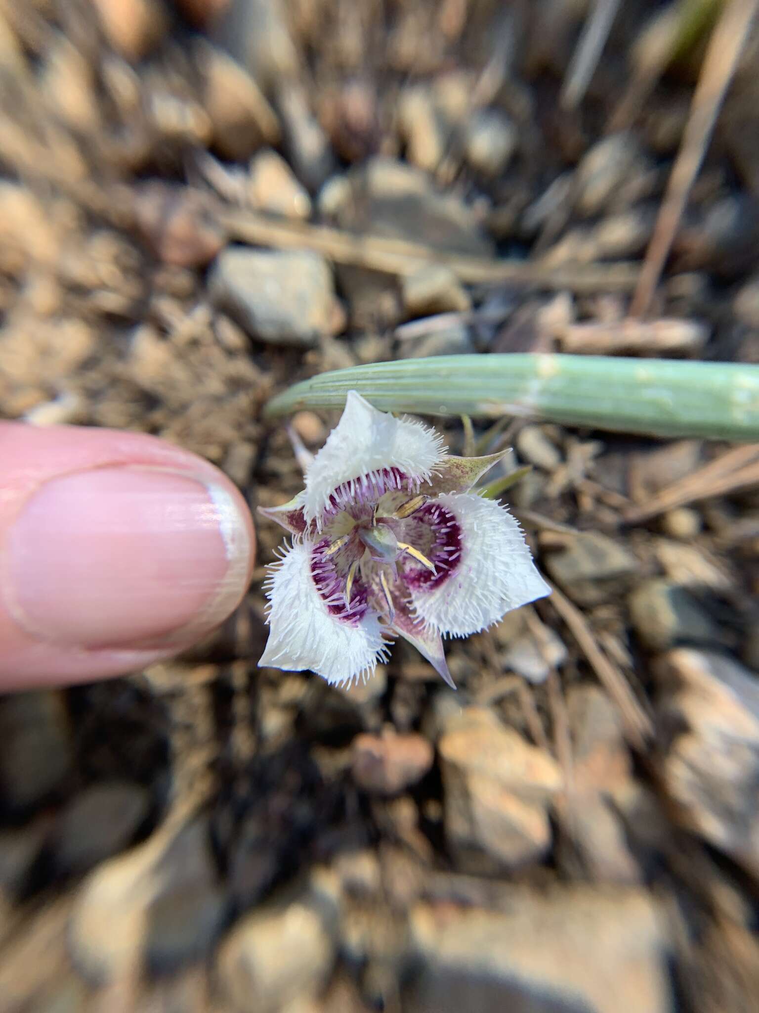 Image of elegant mariposa lily