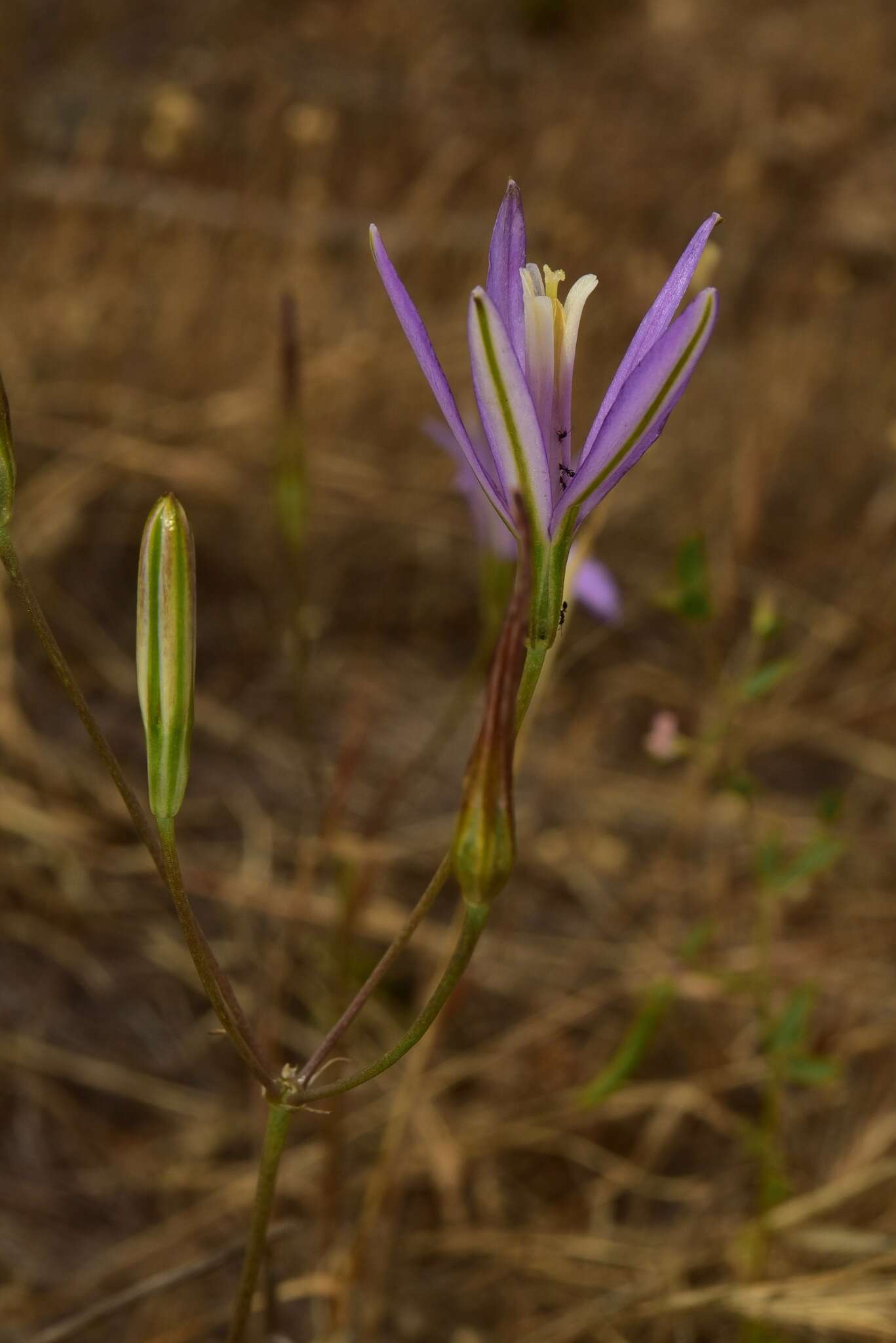 Image of California brodiaea