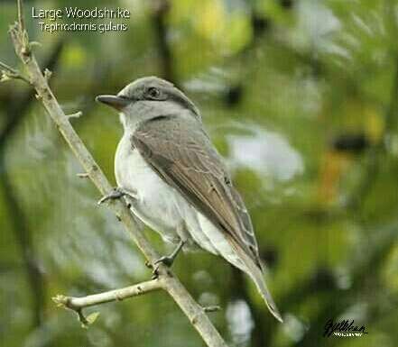 Tephrodornis virgatus (Temminck 1824)的圖片