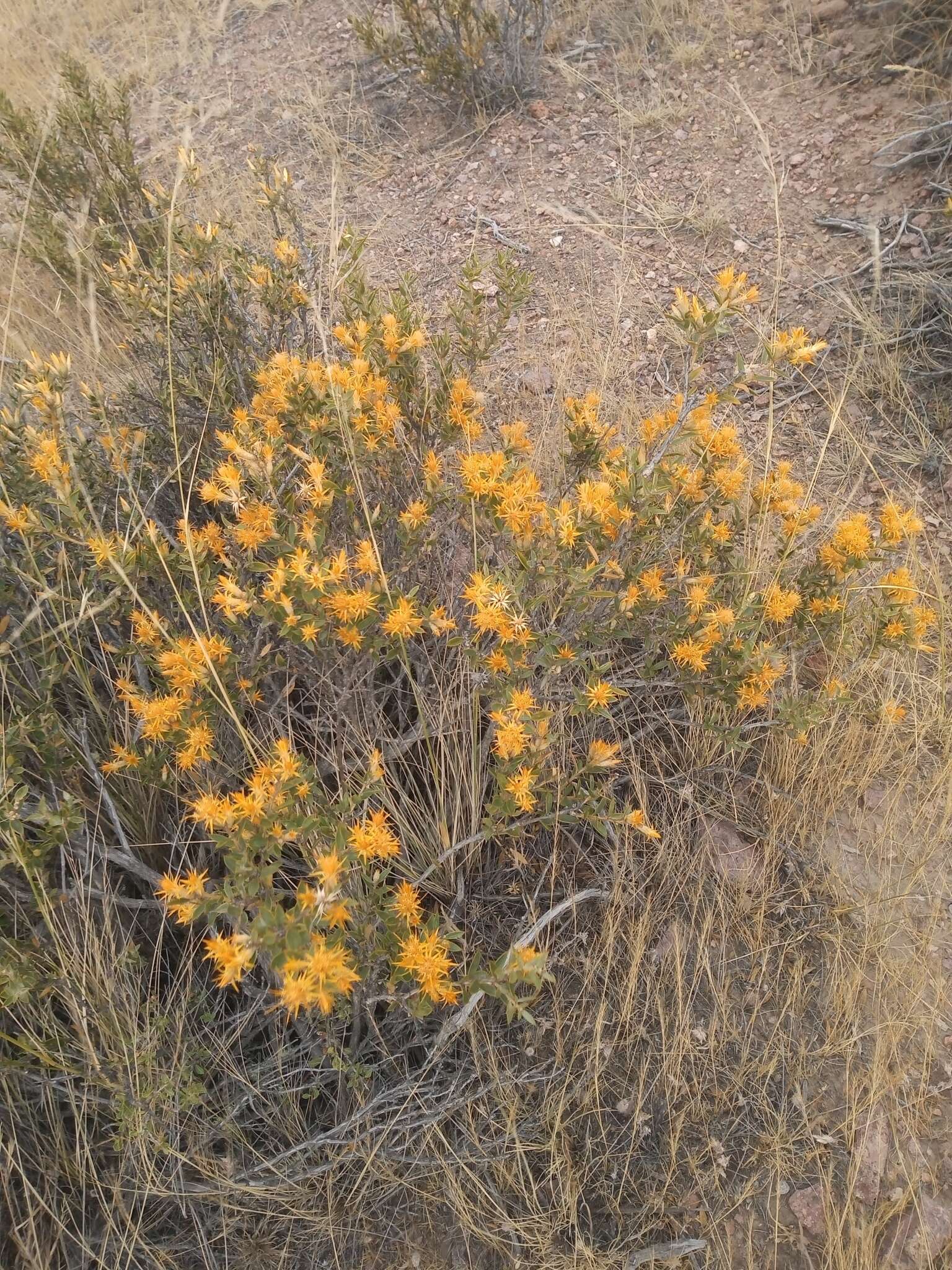 Image of Chuquiraga avellanedae Lorentz