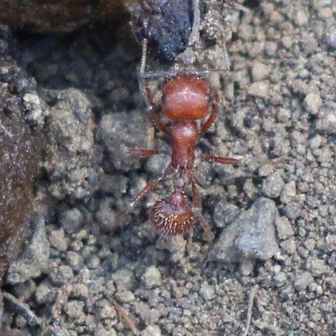 Image of Pogonomyrmex subnitidus Emery 1895