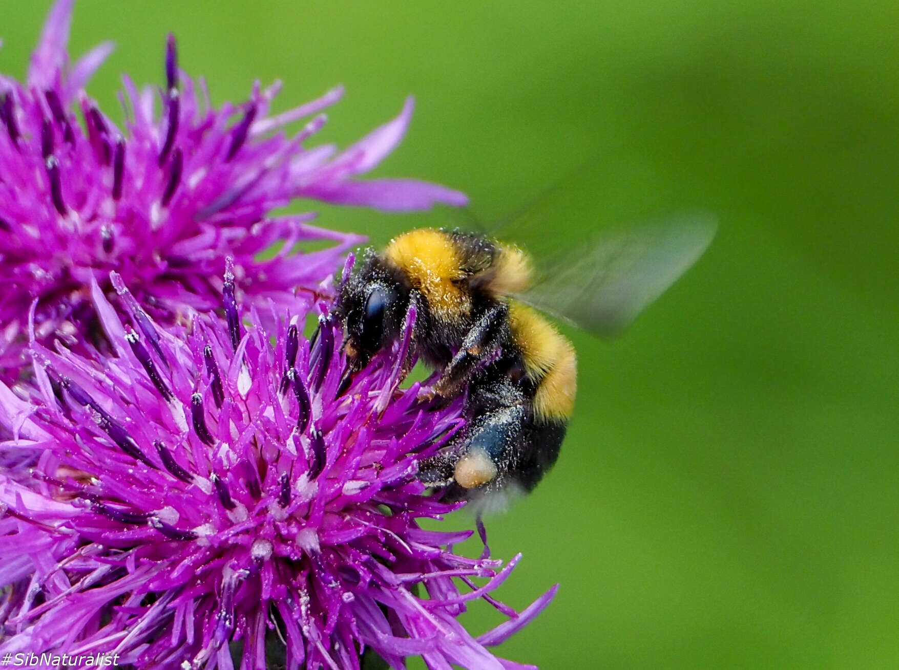 Image of Bombus sporadicus Nylander 1848