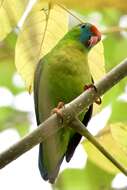 Image of Philippine Hanging Parrot